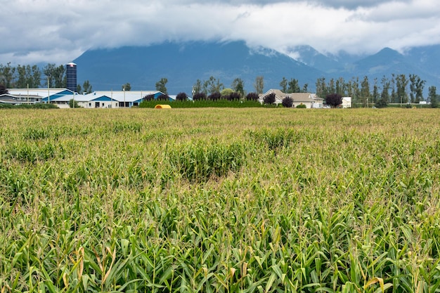 Visão geral do campo de milho dos agricultores na montanha e fundo de nuvens baixas