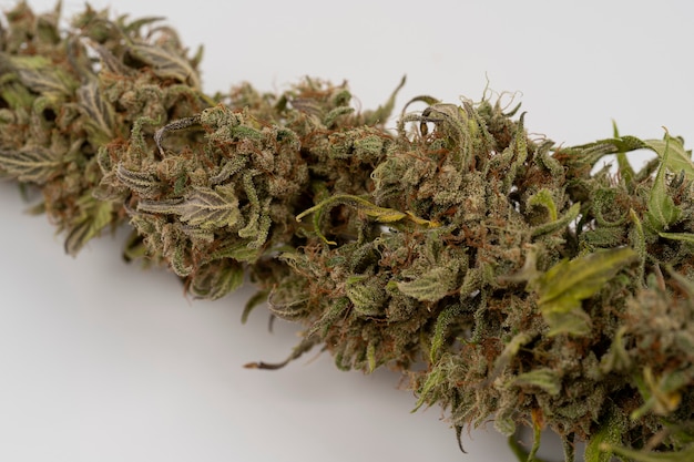 Visão macro da secagem de flores de maconha Extremo close-up de uma planta de maconhaMedical Marijuana