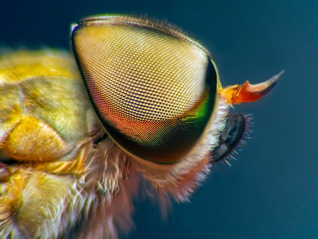 Visão macro de mosca