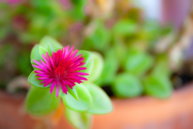 Visão macro de uma flor vermelha do jardim (aptenia cordifolia) com folhas verdes plantadas em uma panela