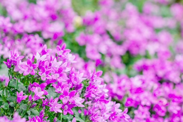 Visão macro de uma pequena flor de Campanula