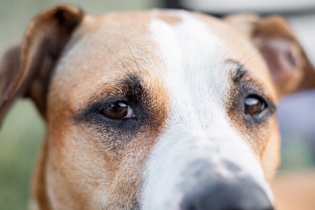 Visão macro dos olhos do cão ao ar livre em condições naturais