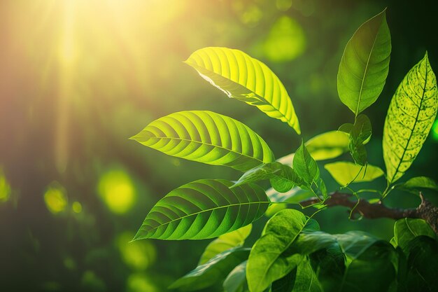 Visão natural da folha verde sobre o fundo desfocado do verde no jardim à luz do sol da manhã