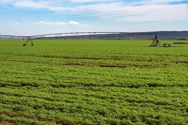 Visão panorâmica agrícola da plantação de cenoura em um dia ensolarado com céu azul com sistema de irrigação por pivô ao fundo