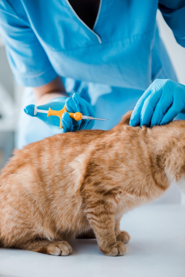 Foto visão recortada do veterinário segurando seringa de microchip para animais de estimação perto de gato vermelho