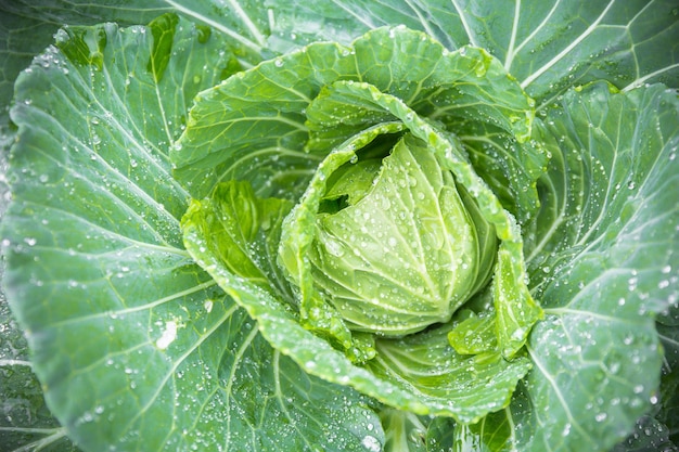 Visão superior da imagem de fundo vegetal de repolho orgânico fresco usada para pano de fundo de alimentos limpos e saudáveis