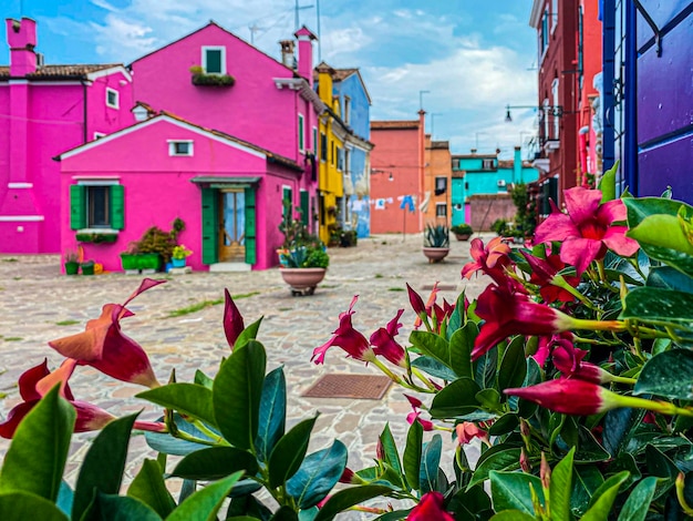 Visão turva das casas coloridas de burano com flores decorativas em primeiro plano veneza itália