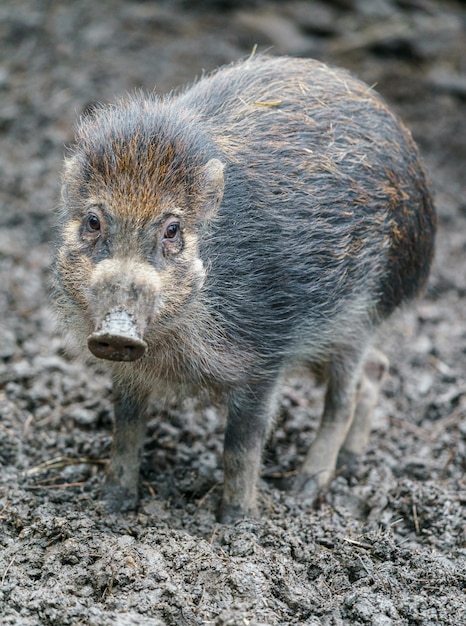 Visayan Warty Pig