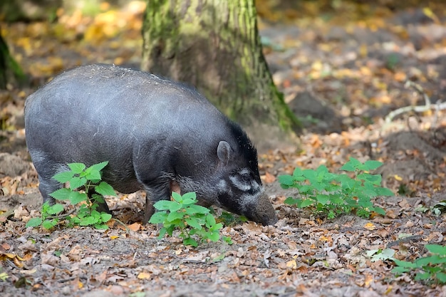 Visayan Warty Schwein