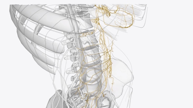 Las vísceras abdominales están inervadas como todas las vísceras por el sistema nervioso autónomo. La inervación parasimpática es entregada por el vago.