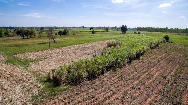 Visión aérea desde la estación de cosecha de la caña de azúcar del abejón en el paisaje de Tailandia.