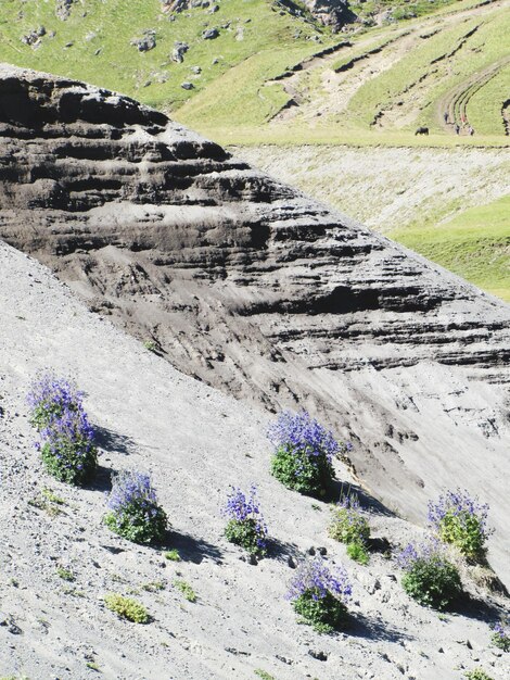 Visión en alto ángulo de las plantas en tierra