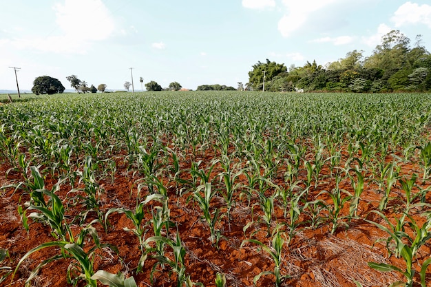 Visión amplia del cultivo de plantaciones de maíz.