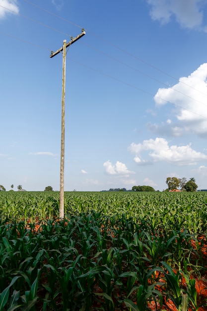 Visión amplia del cultivo de plantaciones de maíz.