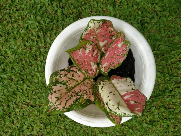 Foto visión en ángulo alto de los alimentos en el plato