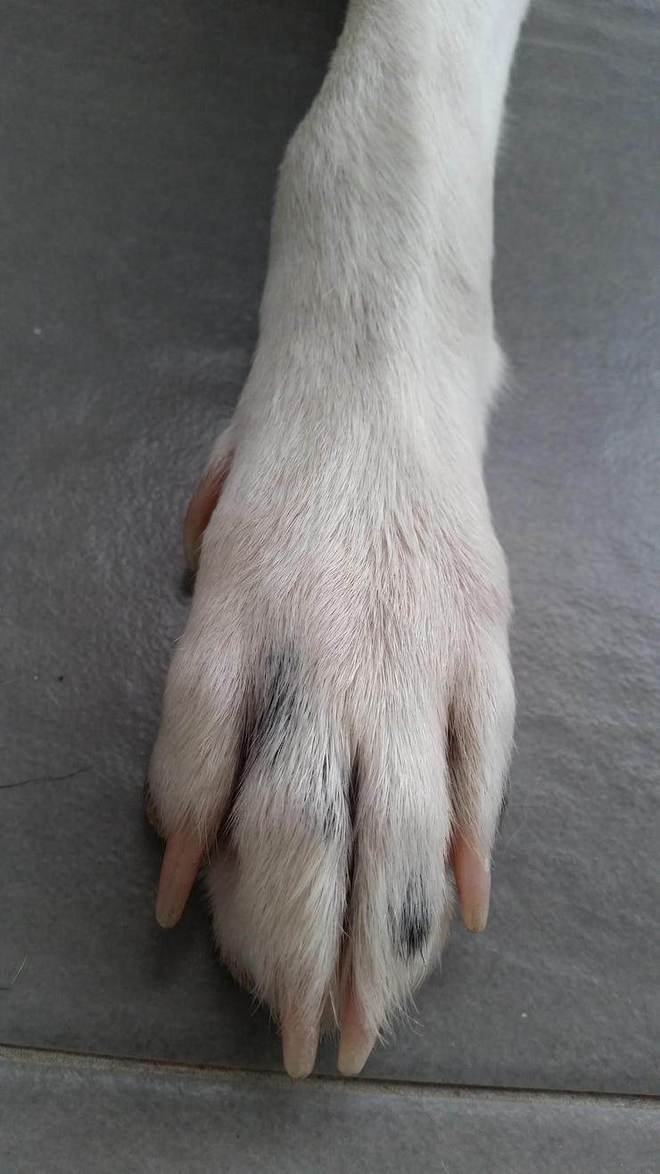 Foto visión de ángulo alto del perro