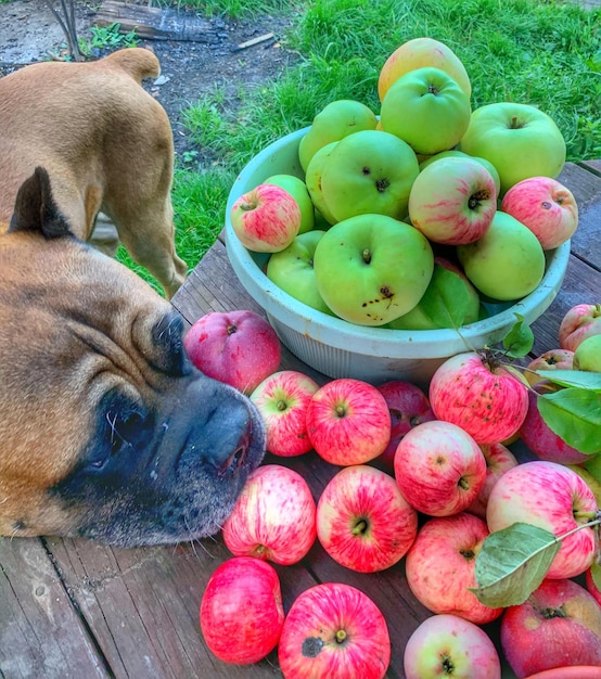 Foto visión de ángulo alto del perro