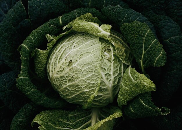 Foto visión en ángulo alto de las verduras