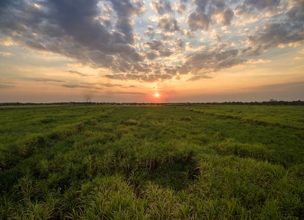 Visión desde el campo de la caña de azúcar del abejón con el fondo del paisaje de la naturaleza del cielo de la puesta del sol.