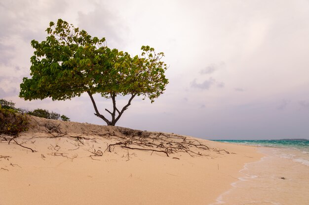 Visión desde la isla de Maafushi en el atolón de Kaafu en Maldivas.