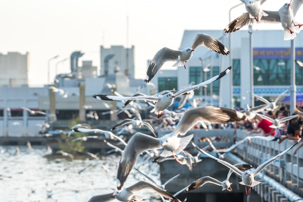 Visitantes alimentando a miles de gaviotas