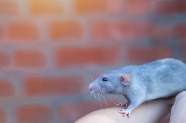 Foto vison rato azul senta-se em seus braços