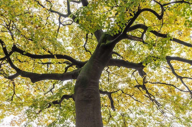 Foto vista desde abajo hacia arriba bajo el árbol gingko se volvió amarillo en otoño