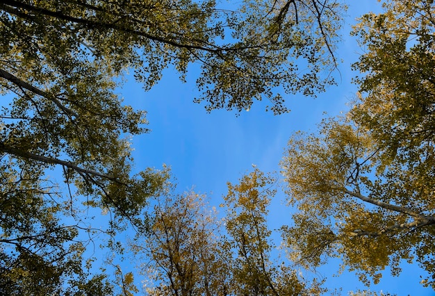 Vista desde abajo hacia arriba en un bosque de álamos plateados Fondo del cielo y los árboles Otoño en el bosque