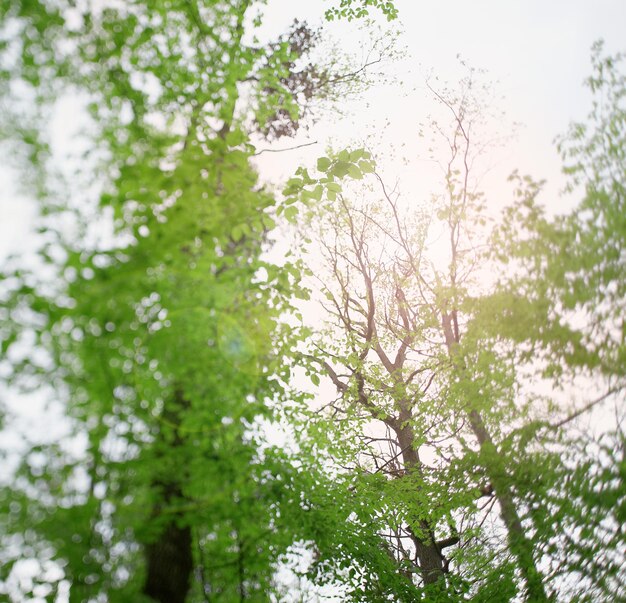 Vista de abajo hacia arriba del exuberante follaje verde de los árboles con el sol de la tarde. Caminando por el bosque con grandes árboles verdes.