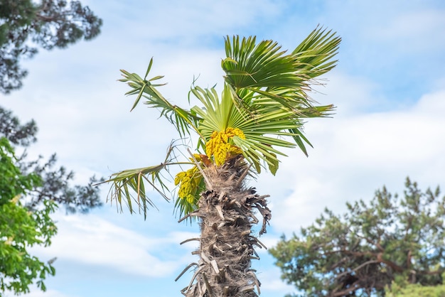 vista de abajo hacia arriba de una palmera tropical y sus flores en un día soleado