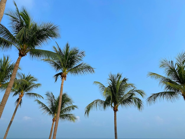 Vista de abajo hacia arriba palmeras de coco sobre fondo de cielo azul