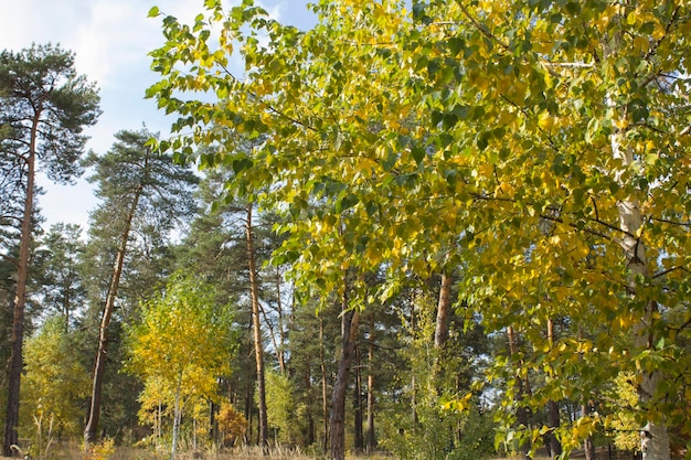 Vista de los abedules en el bosque de otoño Fondo de otoño