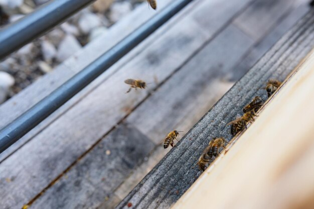 Foto vista de las abejas en la madera desde un ángulo alto