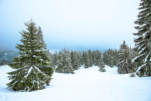 vista de abetos en la nieve y pendientes