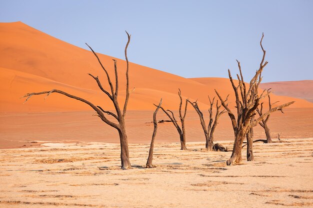 Una vista de la acacia muerta fosilizada en Deadvlei Valley.Lago seco en el desierto de Namibia.