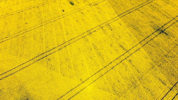 Vista aérea del abejón de la naturaleza en Moldavia. Campo amarillo, huellas de tractor