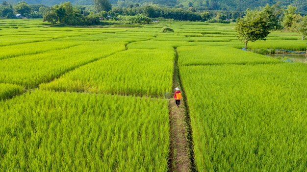 Vista aérea de un agricultor rociando fertilizantes en los campos de arroz verde