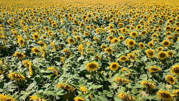 Vista aérea de la agricultura Campo de girasol floreciente en un día soleado