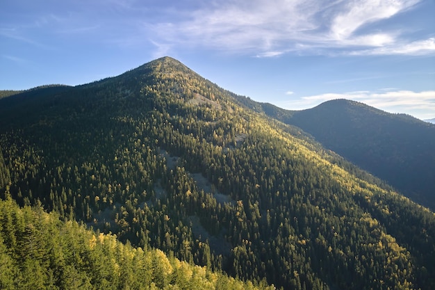 Vista aérea de altas colinas con pinos oscuros en el brillante día de otoño Increíble paisaje de bosques de montaña salvaje