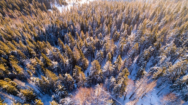 Vista aérea de altos abetos verdes hermosos en colinas nevadas