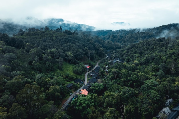 Vista aérea del árbol y del bosque verdes del verano con un camino