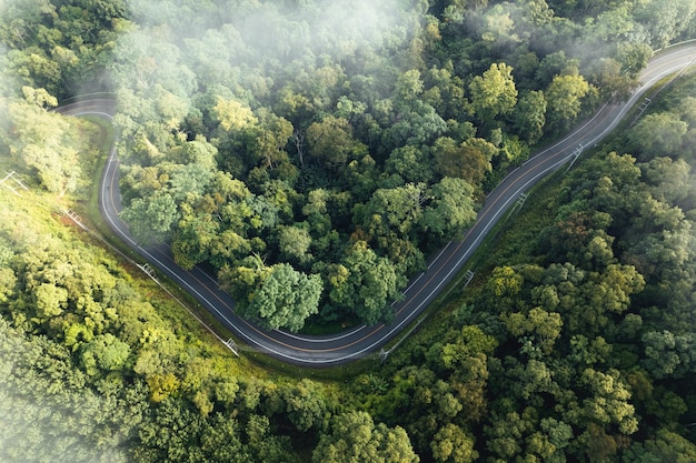 Vista aérea del árbol y del bosque verdes del verano con un camino