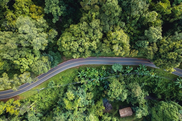 Vista aérea del árbol y del bosque verdes del verano con un camino