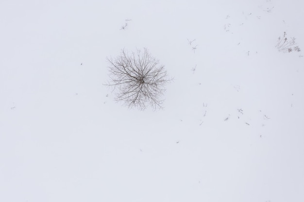Vista aérea del árbol negrita en la nieve en invierno