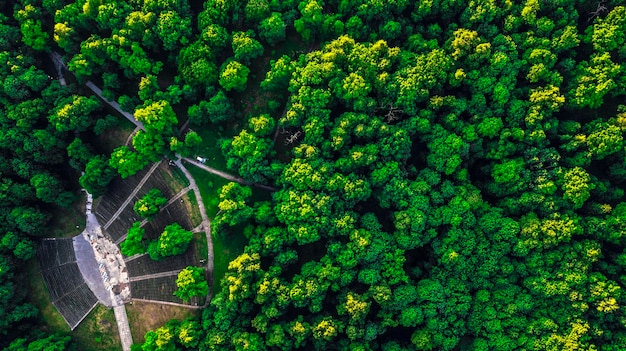 Vista aérea de los árboles en el bosque