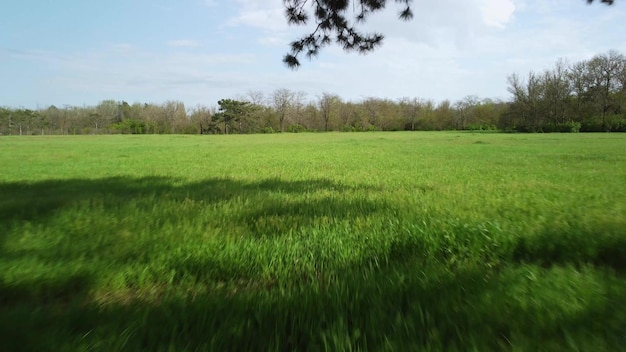 Vista aérea de árboles coníferos en un prado verde en el parque