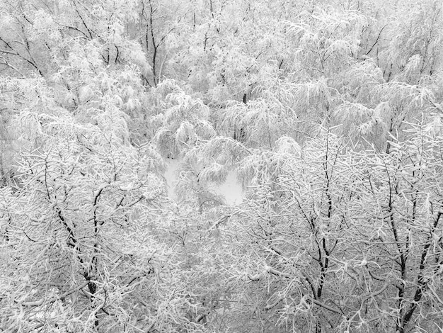 Vista aérea de árboles cubiertos de nieve y escarcha en la parte superior del bosque de invierno