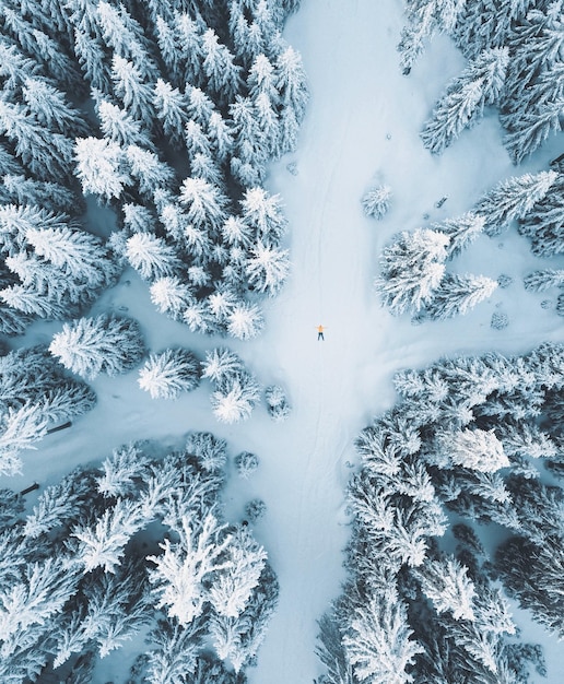 Vista aérea de árboles cubiertos de nieve