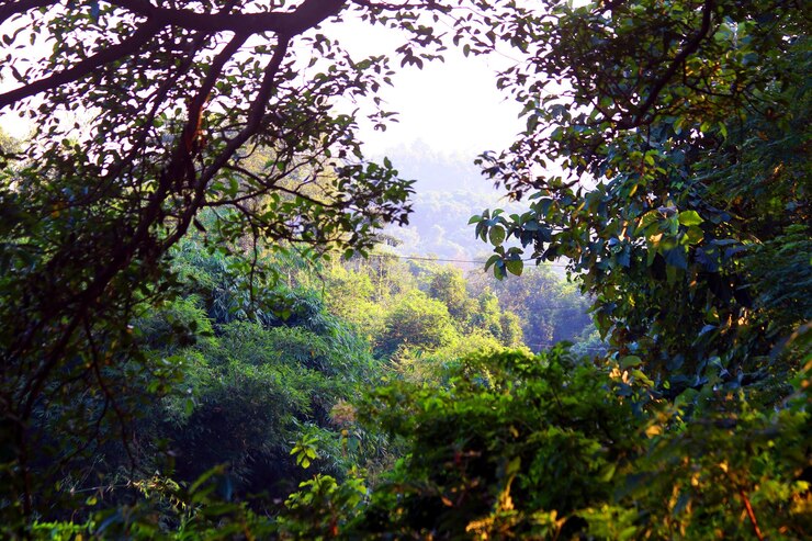 Vista aérea de los árboles forestales y el concepto y los antecedentes de un entorno saludable