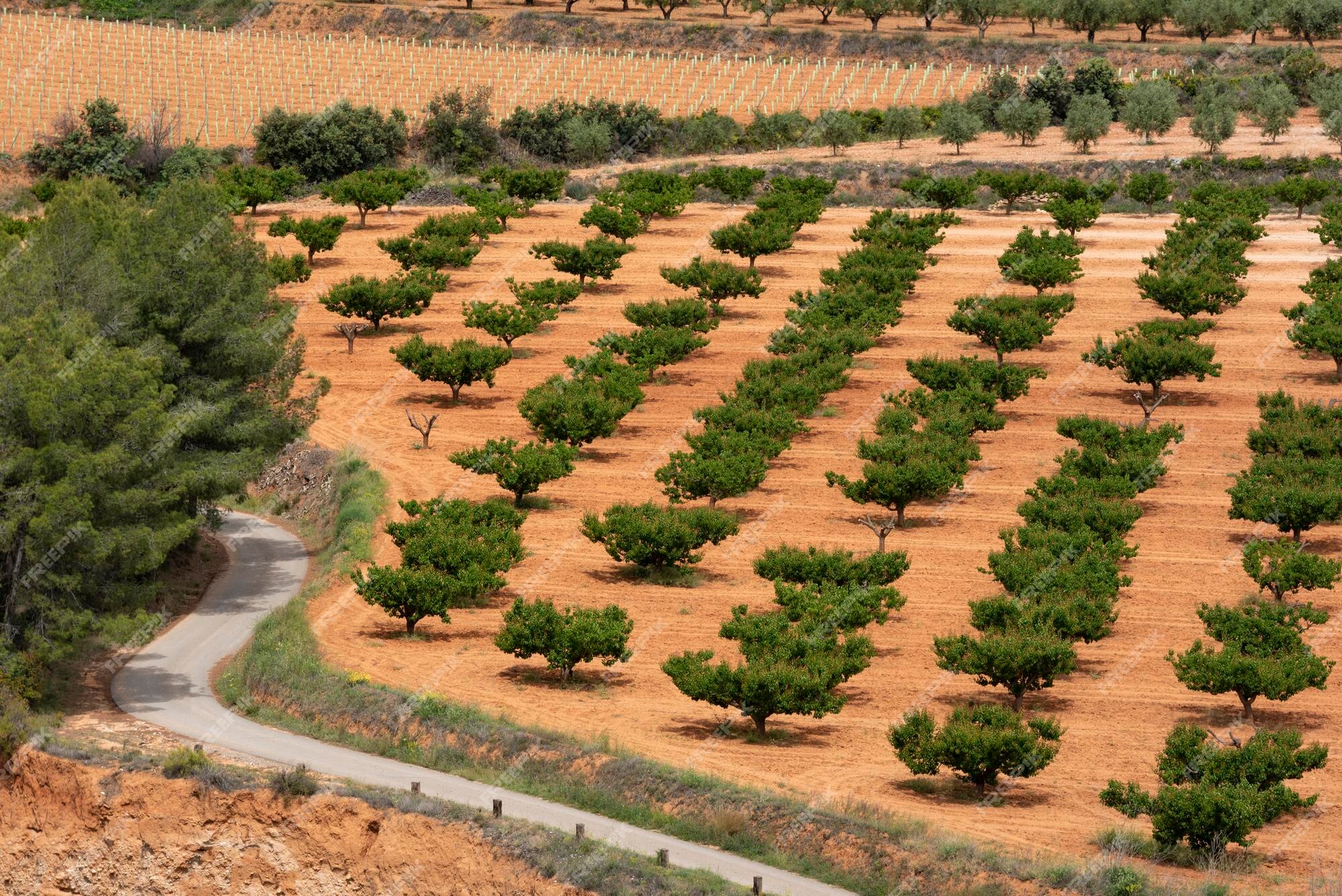 Vista aérea de árboles frutales en el campo alicante españa | Foto Premium